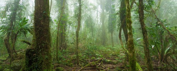 New study shows just how close the Amazon rainforest is to the brink of collapse