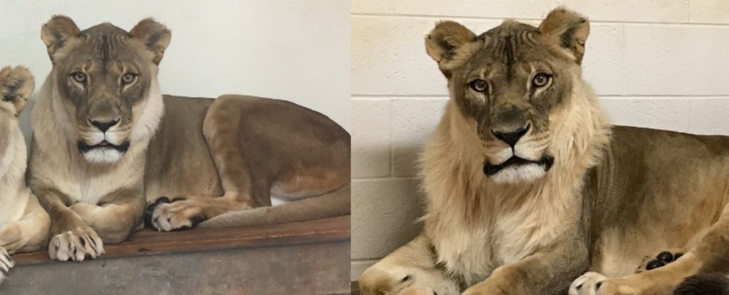 A Lioness Living in a Zoo Has Suddenly Grown a Mane