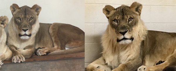 A lioness living in a zoo has suddenly grown a mane, confusing her caretakers
