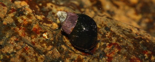 A sea snail was found living in a boy's skin after a trip to the beach