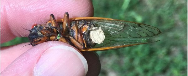 This horrifying fungus hijacks cicadas before exploding from their butts