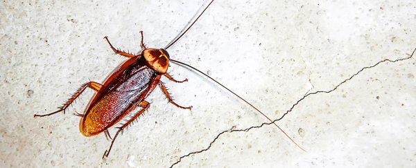 Cockroaches were there when the continents split up, and will probably outlive us all