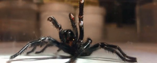 A giant specimen of world's most toxic spider was caught in Australia and we're not OK