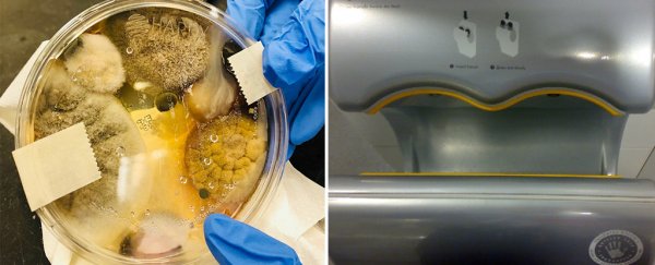 Don't let the internet scare you with that hand dryer petri dish