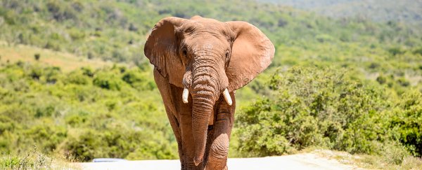 The world just got a new species of elephant. It was hiding in plain sight