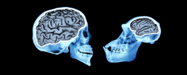 New study reveals how our brains evolved to be so amazingly huge