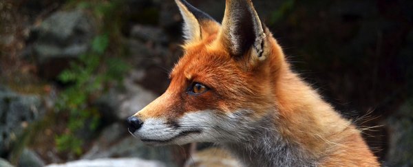 This weird brain change found in foxes shows how dogs became our best friends