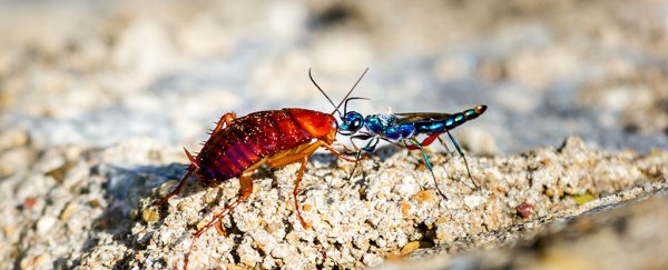 A strange link between parasitic wasp venom and Parkinson's could lead to new treatments