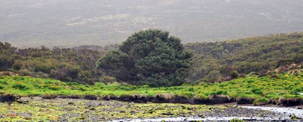 The world's loneliest tree could tell us the exact moment we started the Anthropocene
