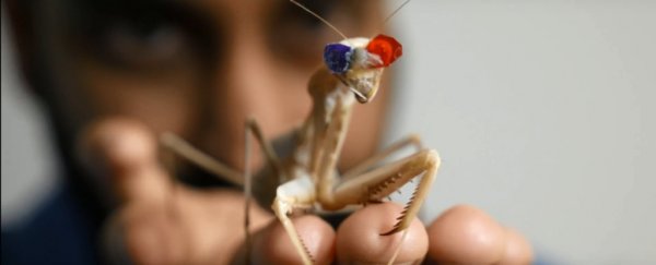An entirely new form of 3D vision was just discovered in praying mantises