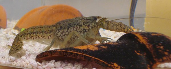 These huge crayfish mutated to clone themselves and are now taking over the world