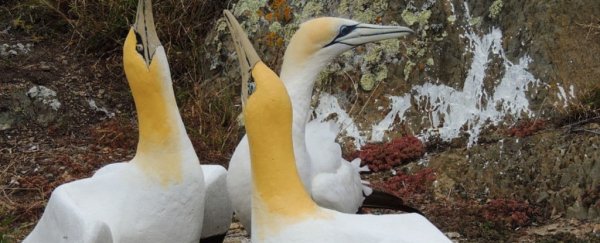 The world's loneliest gannet has died by the side of his only love