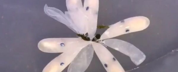 This rare video of a tiny baby octopus hatching is breaking the internet