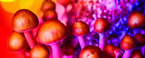 Scientists have found the reason why magic mushrooms evolved to be so 'magical'