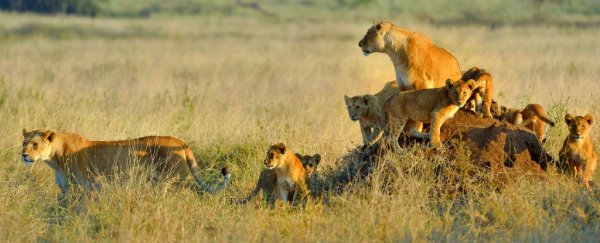Lions have killed and eaten a suspected poacher in South Africa