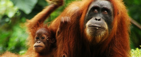 Researchers find more than 100,000 of Borneo's orangutans have been wiped out