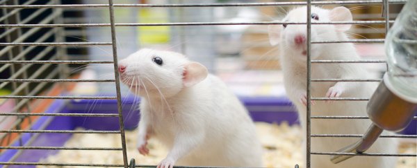 This Alzheimer's drug repairs alcohol-induced brain damage in rats