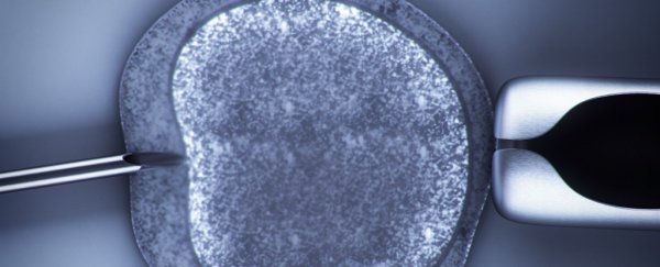 For The First Time Human Eggs Have Been Developed to Maturity in a Lab