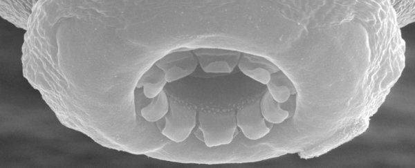 A totally new species of tardigrade was just discovered in a Japanese carpark