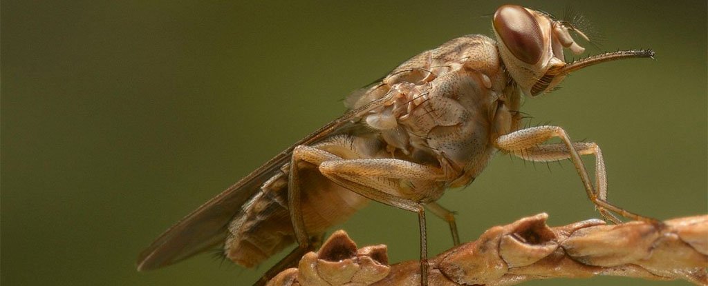These Are The Top 15 Deadliest Animals on Earth : ScienceAlert