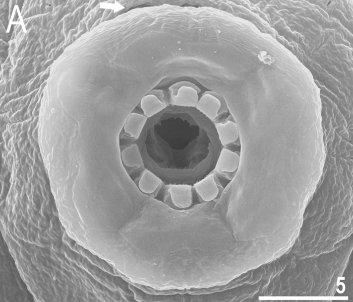 tardigrade japan macrobiotus shonaicus 0