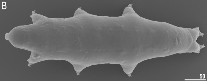 tardigrade japan macrobiotus shonaicus 0