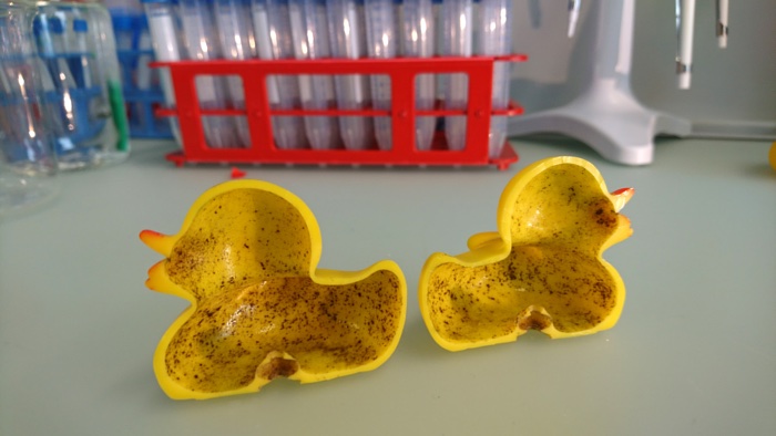 338 rubber duck bacteria trap 3