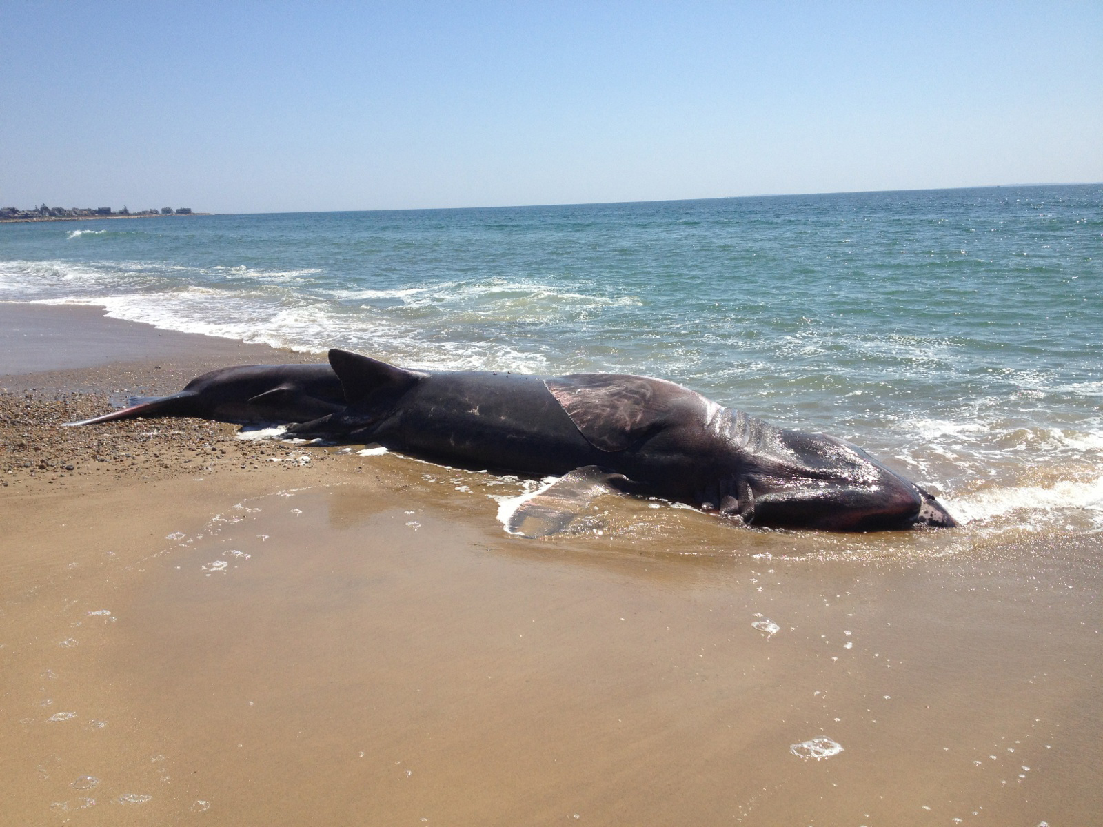 basking shark