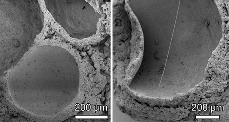 bubble fossil microscope