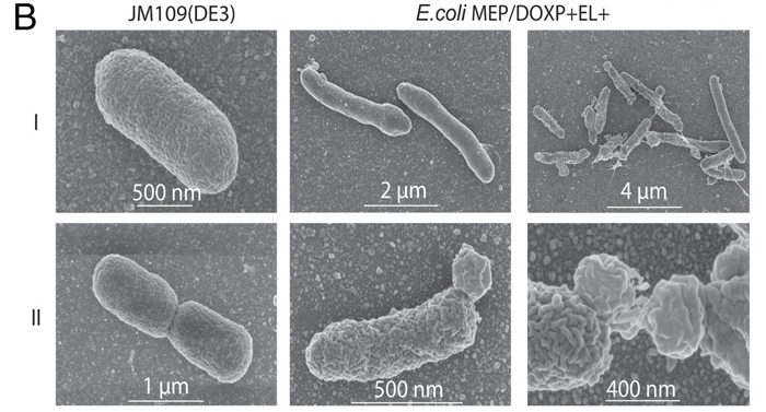 bumpy ecoli archaea mixed membrane fix