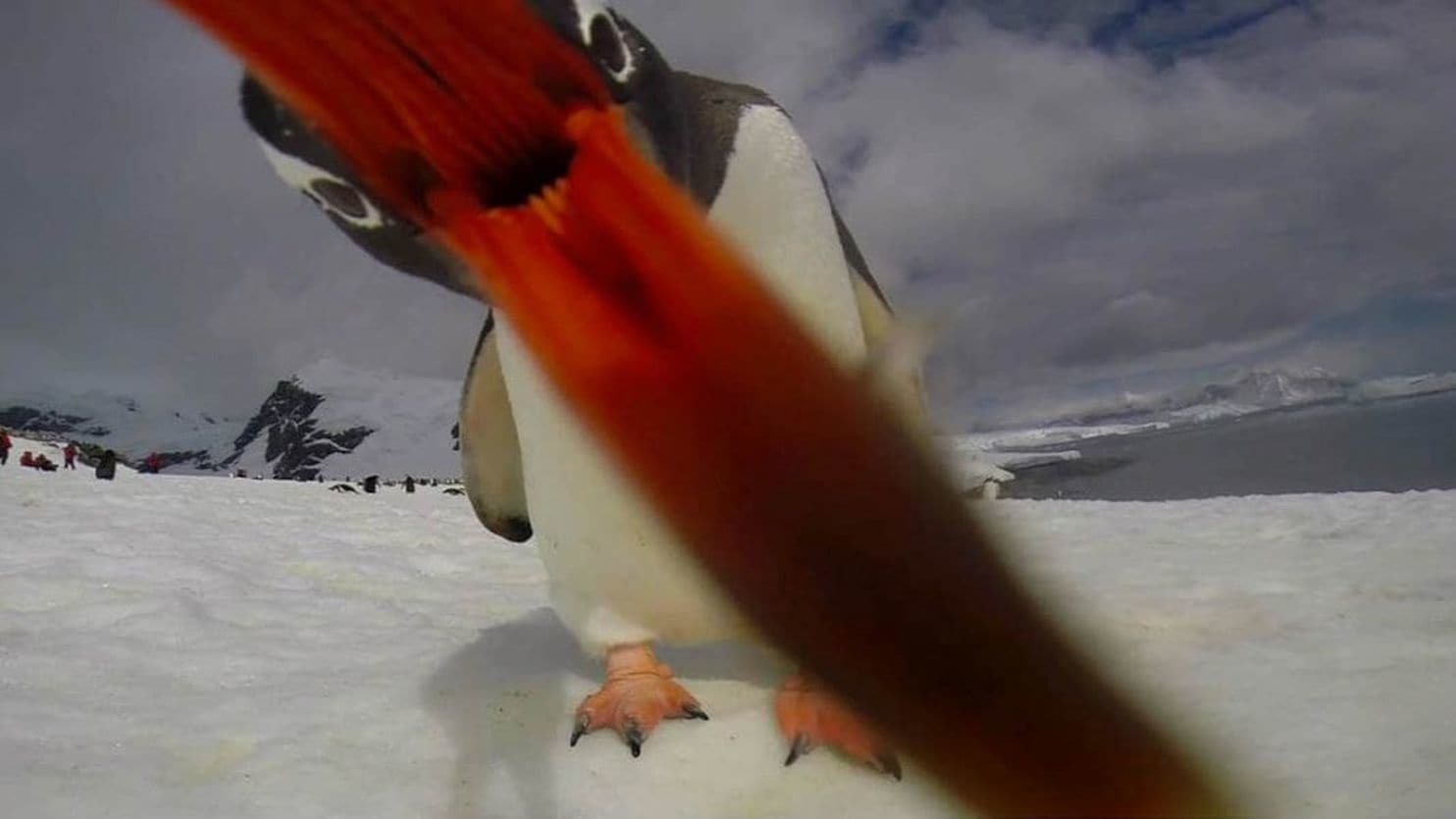 gentoo selfie