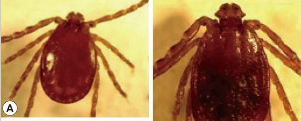 Ticks that cause 'intense infestations' have been found in the US for the first time