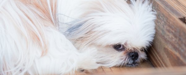 A woman had to get her hip replaced because a dog scratched her hand
