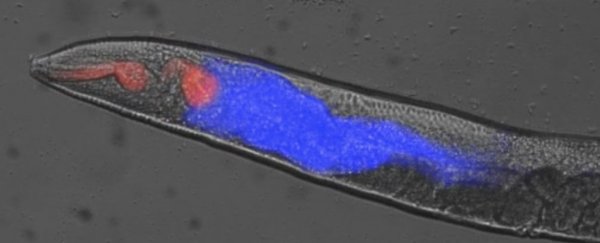 This discovery of bizarre dying mechanism in worms could help us cheat death