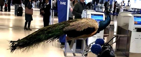 Here's what science says about all those 'emotional support' animals driving airlines crazy
