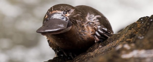 The milk of Australia's weirdest animal could help us fight antibiotic resistance