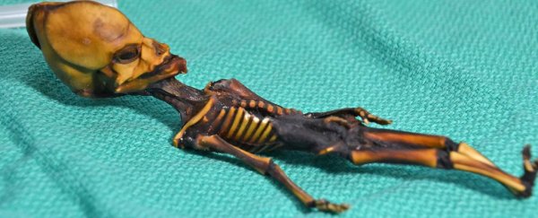 The mystery of this tiny "alien" skeleton has finally been solved