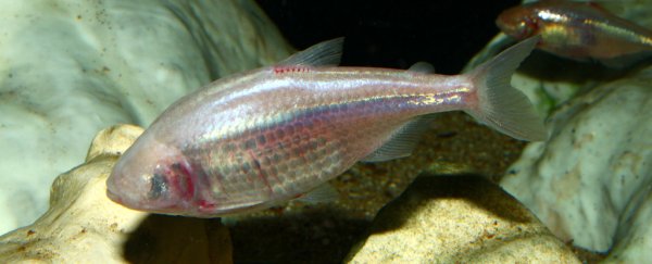 This blind fish is giving scientists a new perspective on diabetes