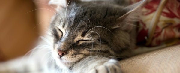 Scientists have created the perfect music for cats