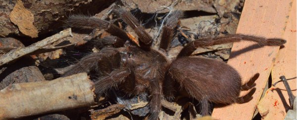 An Australian rescued this giant spider from a flood, and the internet is having none of it