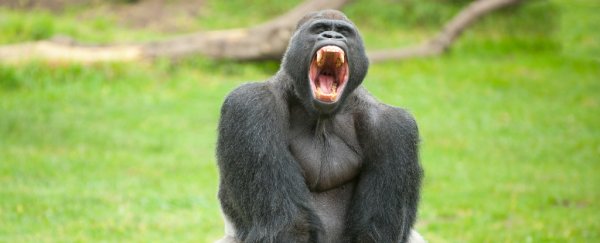 This gorilla doesn't like getting his hands muddy, so he walks like a human