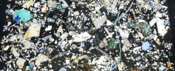 The Great Pacific Garbage 'Patch' has increased a disgusting amount right under our noses