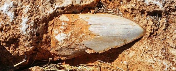A giant shark tooth fossil has been stolen from a secret place in Australia