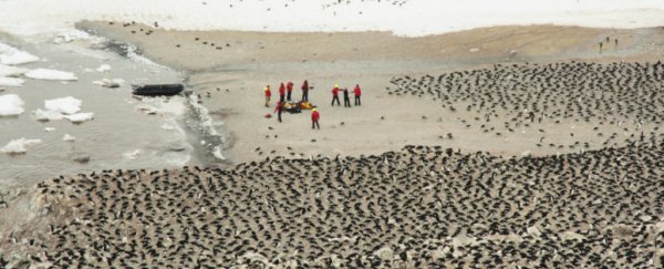 A hidden metropolis of 1.5 million penguins has been discovered thriving out of humanity's reach