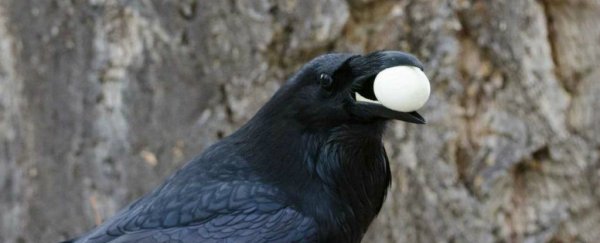 Ravens evolved in a brutal and unexpected way, just like humans