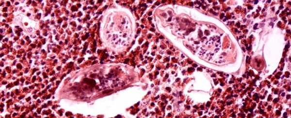 17 people have been knowingly infected with one of the world's most devastating parasites