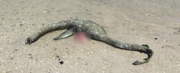 Mystery 'Loch Ness Monster' washes up on a beach in Georgia
