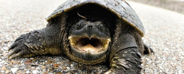 A science teacher allegedly fed a puppy to a snapping turtle in front of his students