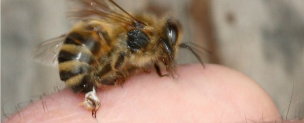 A woman has died after getting 'acupuncture' from live bee stings