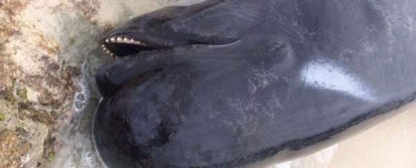 Massive devastation as a crazy number of whales have died stranded on an Australian beach